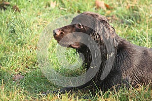 Handsome chocolate working type cocker spaniel pet gundog