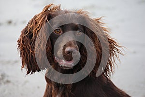 A Handsome chocolate working type cocker spaniel puppy dog