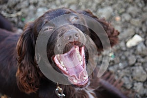 A Handsome chocolate working type cocker spaniel puppy dog