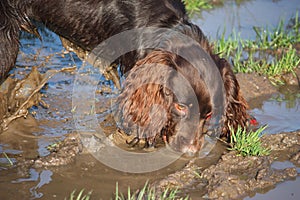 Handsome chocolate working type cocker spaniel puppy dog drinking from a muddy puddle