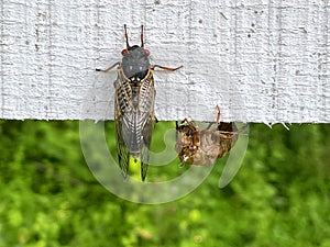 Handsome Cicada with Husk