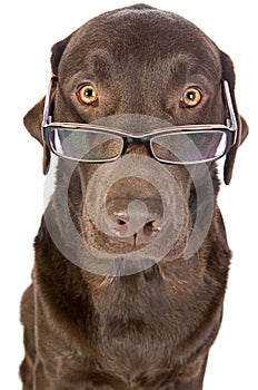 Handsome and Clever Labrador in Glasses