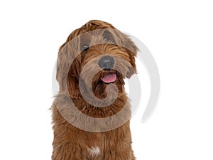 Handsome Cobberdog / Labradoodle on white