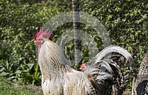 Handsome colorful rooster or fighting in the farm with a chickens on a background. Beautiful chicken. Game