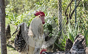 Handsome colorful rooster or fighting in the farm with a chickens on a background. Beautiful chicken. Game