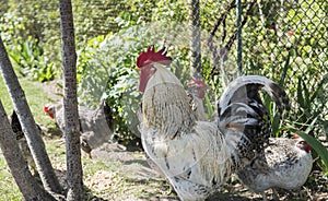 Handsome colorful rooster or fighting in the farm with a chickens on a background. Beautiful chicken. Game