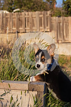 Handsome corgi puppy staning on ledge with bowtie