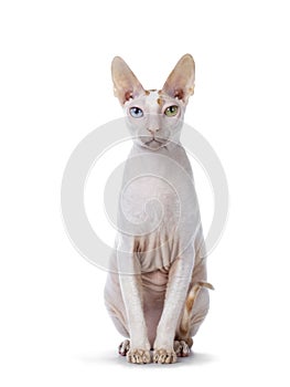 Handsome Cornish Rex cat on white