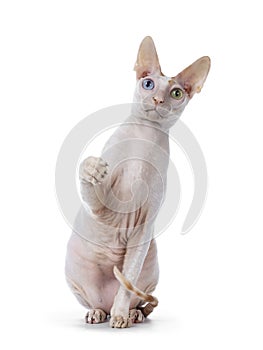 Handsome Cornish Rex cat on white