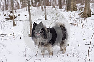 Handsome dark-faced Keeshond dog standing alert in wooded area in winter