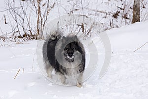 Handsome dark-faced Keeshond dog standing in snow next to wooded area