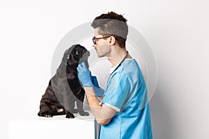 Handsome doctor veterinarian examining cute black pug dog at vet clinic, standing over white background