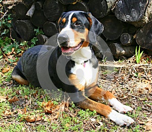 Handsome Dog by Woodpile photo