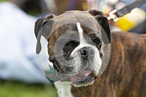 Boxer dog wearing a bow tie