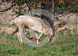 Fallow Deer Buck - Dama dama scrape marking during the rut. photo