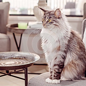Beautiful Main Coon Cat Sitting On A Chair