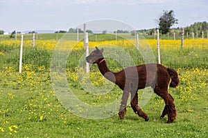 Handsome freshly shorn reddish-brown alpaca seen in profile walking in enclosure