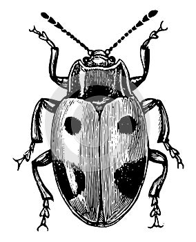Handsome Fungus Beetle, vintage illustration photo