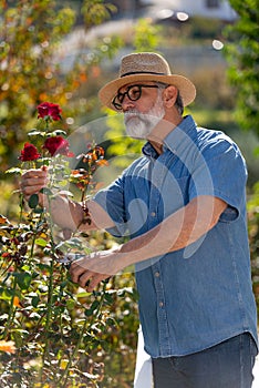 Handsome gardener in a greenhouse.