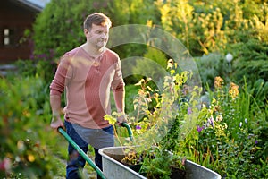 Handsome gardener man pushing wheelbarrow with plant seedlings in backyard. Spring season work in garden. Person are going to