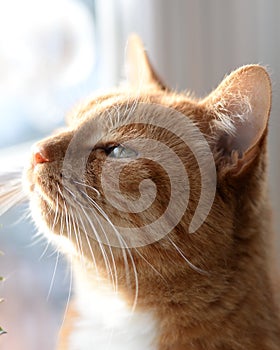 Handsome ginger cat gazing out the window photo