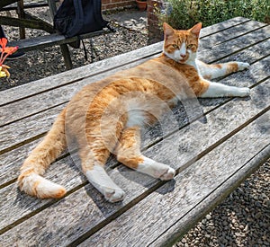 Handsome ginger cat reclines on a wooden bench looking at the camera