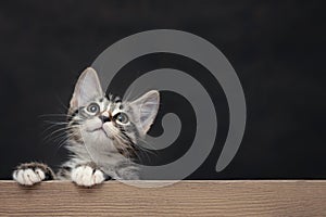 Handsome gray tabby male kitten leans legs on a wooden board. Blank for advertisement or announcement with copy space