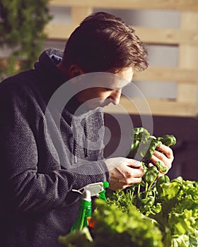 Handsome grower carefully growing and checking plants indoor.