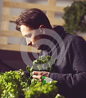 Handsome grower carefully growing and checking plants indoor.