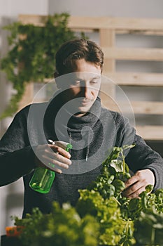 Handsome grower carefully irrigating plants indoor