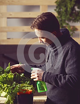 Handsome grower is carefully irrigating plants indoor.