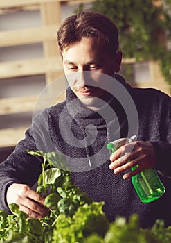 Handsome grower is carefully irrigating plants indoor.