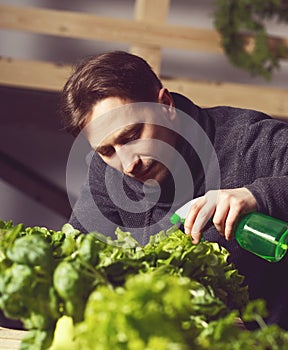 Handsome grower is carefully irrigating plants indoor.