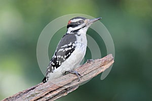 Handsome Hairy Woodpecker