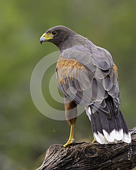 Handsome Harris` Hawk poses on tree limb in early morning light