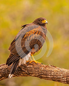 Handsome Harris` Hawk raptor poses on tree limb in Texas