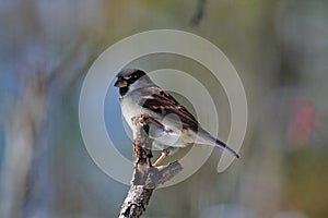 Handsome House Sparrow with Subtle Backdrop