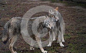 Handsome hungry wolf in the forest