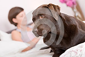 Handsome Labrador Alert in Owner's Bed