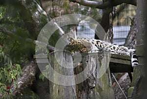 Handsome leopard sleeps