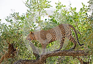 Handsome Male African Leopard standing full frame in a vibrant gree tree in south luangwa national park, zambia, southerm africa