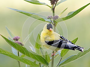 Handsome Male  American Goldfinch Posing on Milkweed Stem