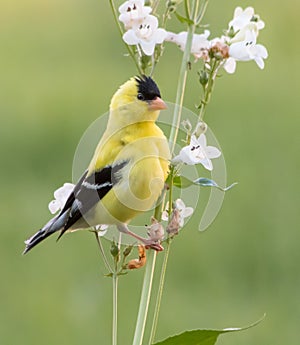 Handsome Male  American Goldfinch Posing on Stem