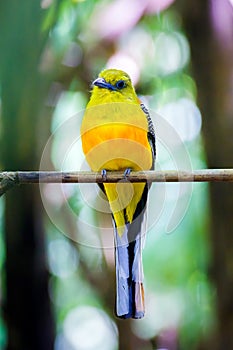 A handsome male Orange-breasted Trogon posing.