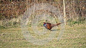 Handsome male pheasant struts across field, UK. Phasianus colchicus.