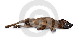 Rhodesian Ridgeback dog on white background photo