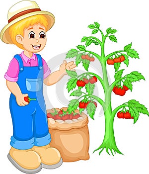 Handsome man cartoon picking tomato on garden