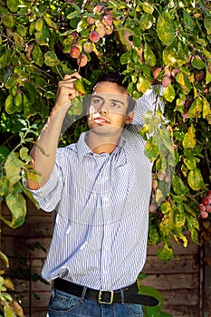 Handsome man picking plums off a tree