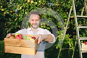 Handsome mature man picking apples in orchard. Person holding wooden boxes with harvest