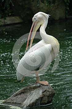 The handsome pelican